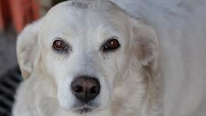 Reducción al Programa de Mascotas: presupuesto 2027 de la Ley Cholito sufre recorte de 86% 