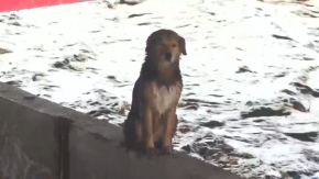Gope realiza operativo para rescatar a perrito 'Morocho' por crecida del río Mapocho