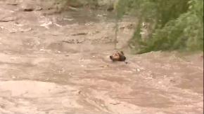 VIDEO | Perro que acaparó la atención con rescate en vivo desde el río Mapocho fue arrastrado por el agua: tuvo un final feliz