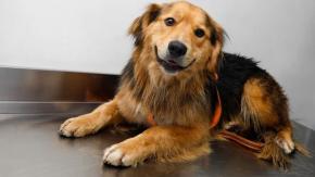 En busca de un hogar: detallan estado actual del perro "Morocho” tras ser rescatado desde caudal del río Mapocho