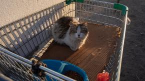 Los países con más gatos son más felices, aunque hay un giro