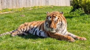 Hombre muere tras ser atacado por un tigre en zoológico de Inglaterra