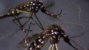 Antofagasta: detectan nuevo foco del mosquito Aedes aegypti y ya suman 20