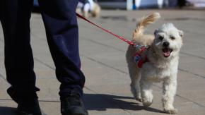 Reconocen oficialmente a seis razas de perros en América: una de ellas tardó más de 10 años en ser aceptada 