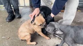 Sin agua ni comida: Rescatan a cuatro perros abandonados hace dos meses en Lampa
