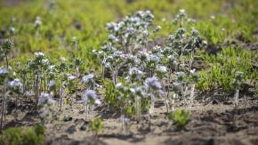 Se suma a las imprudencias de siempre: detectan trampas para aves en desierto florido