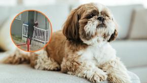 Vecinos de Quilicura denuncian robo en serie de perros shih tzu: acusan criadero ilegal de animales