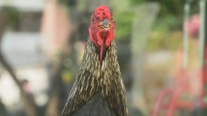 Hachiko boliviano: el gallo que lleva ocho años esperando a su dueño afuera de un hospital