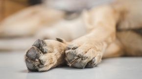 Hallan cuatro perros muertos en Hualpén: investigan presunto envenenamiento