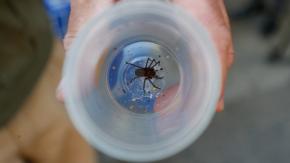 Joven murió y otro está grave tras ser mordidos por araña de rincón en la región de Coquimbo