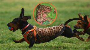 Denuncian presencia de raticida en zonas para perros de dos parques en Las Condes