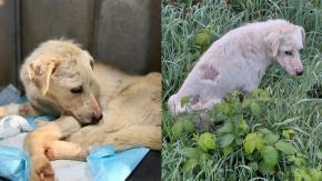 Rescatan a perrito que fue quemado con agua hirviendo por su dueña: Encontraron perdigones en su cuerpo