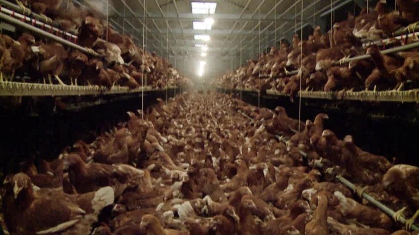 Gripe aviar en Chile: Detectan brote en Talagante y evalúan impacto en precios de pollo y huevos
