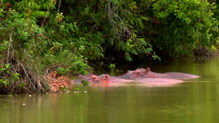 Colombia aprueba sacrificio de 80 hipopótamos de Pablo Escobar para controlar especie invasora