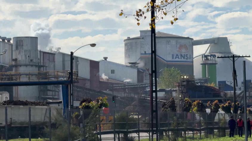 Mercado de azúcar: Iansa no comprará remolacha local