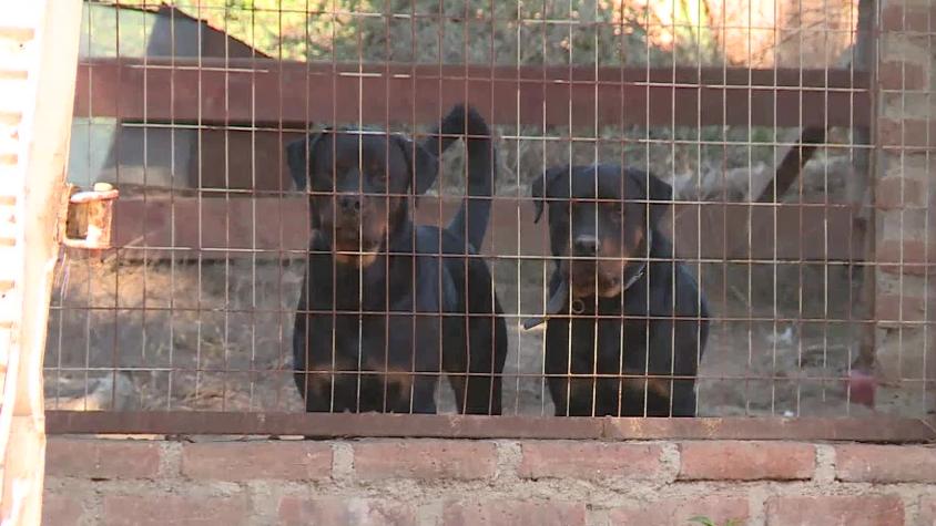 Denuncian peligroso ataque de jauría de perros en Laguna Verde