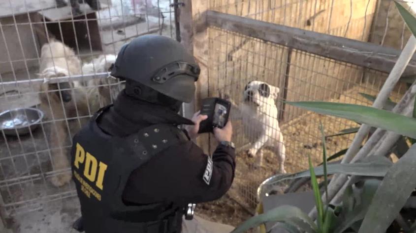 PDI desmantela criadero clandestino de perros en La Florida y detiene al dueño por maltrato animal
