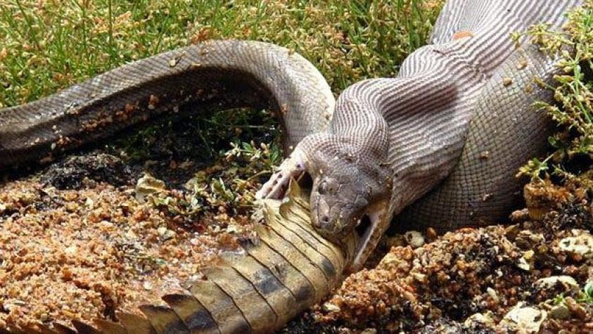 Fotógrafos captan a serpiente devorando a cocodrilo