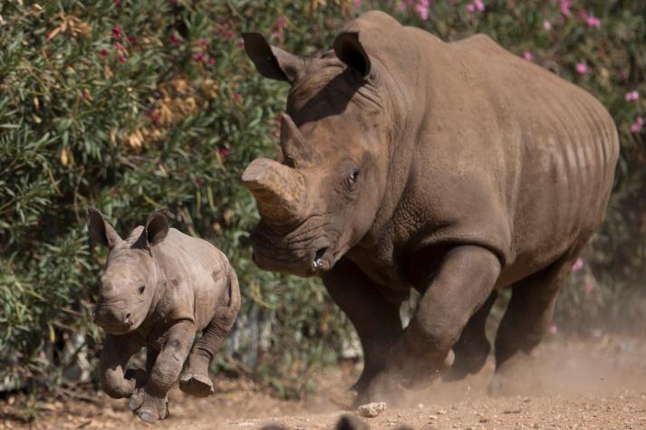Gobierno de Namibia comienza a cortar los cuernos de rinocerontes para evitar su caza