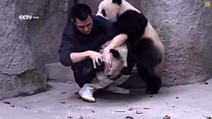 [VIDEO] La resistencia de dos osos pandas a la hora de tomar su medicina