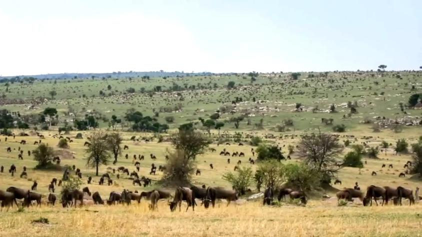 [VIDEO] Registran time-lapse con migración de ñus en Tanzania
