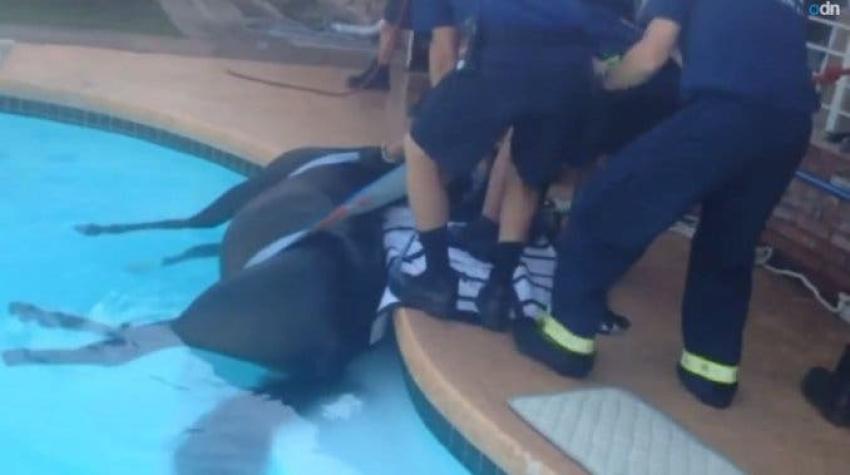 [VIDEO] Así fue el rescate de un caballo que cayó a una piscina