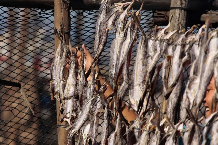 Pescadores de la caleta "El Membrillo" no podrán extraer merluza