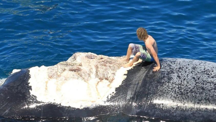 [VIDEO] Joven "surfea" sobre ballena rodeada de tiburones