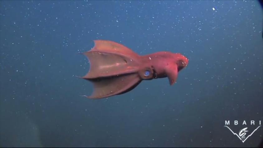 [VIDEO] Este es el mecanismo de defensa del Calamar Vampiro