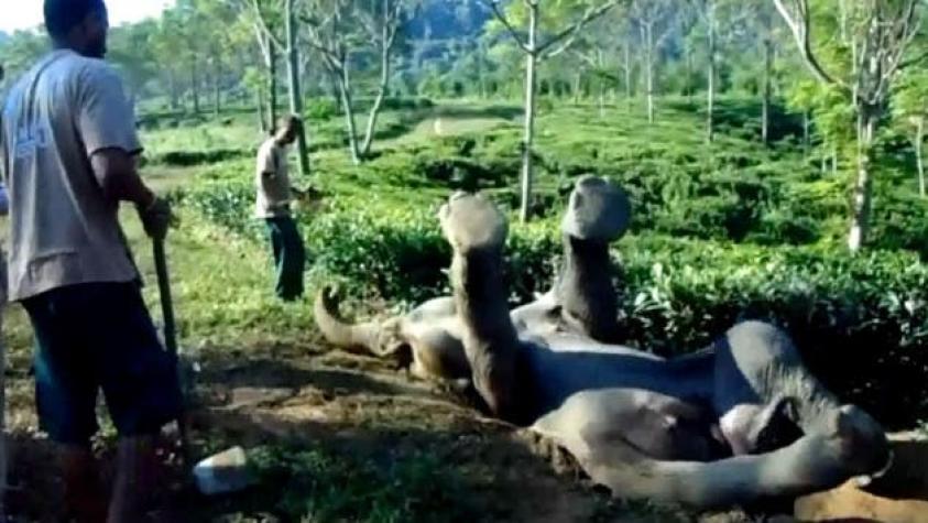 [VIDEO] Rescatan a cría de elefante que cayó de espalda a una zanja