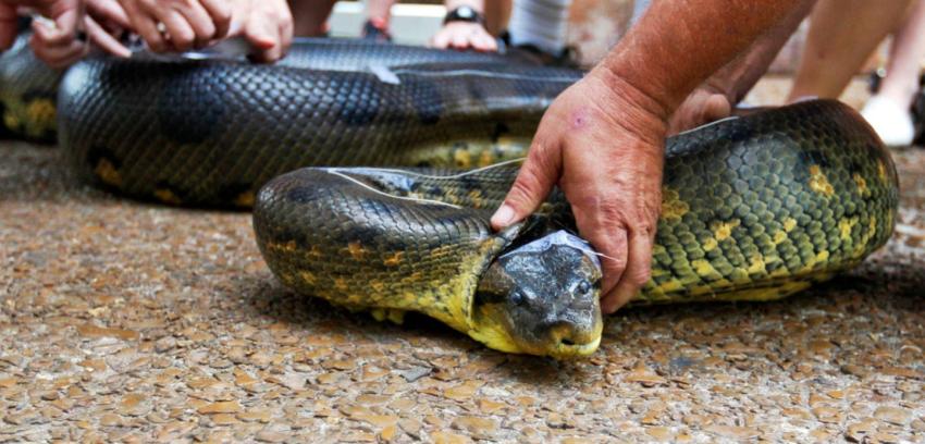 Cineasta será devorado vivo por una anaconda para programa de TV
