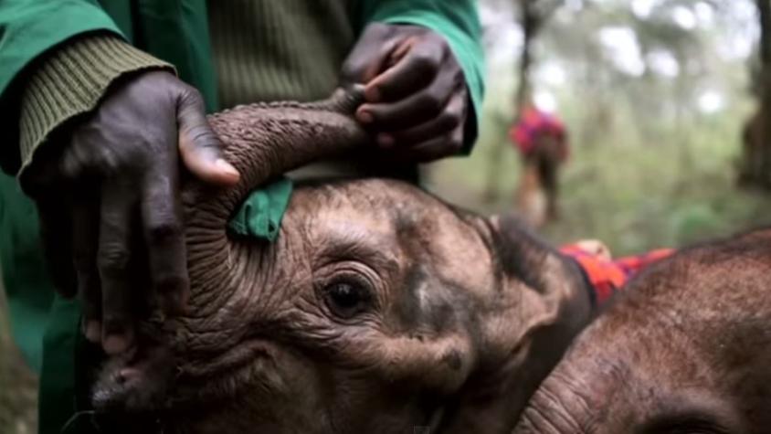 [VIDEO] Mira la campaña con elefantes huérfanos que busca crear conciencia sobre la caza por marfil