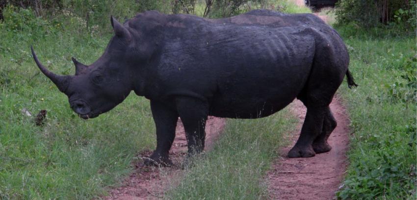Cazadores furtivos han matado a más de 1.000 rinocerontes este año en Sudáfrica