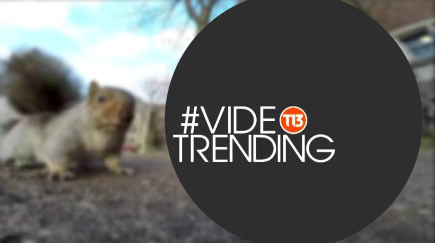 [VIDEO] ¿Conociste a la ardilla ladrona? Estos son los videos de la semana en #VideoTrending