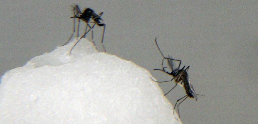 ISP confirma nuevo caso de chikungunya en Isla de Pascua