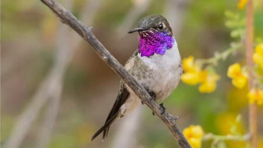 Proyecto ambiental busca rescatar al Picaflor de Arica, el ave más amenazada de Chile