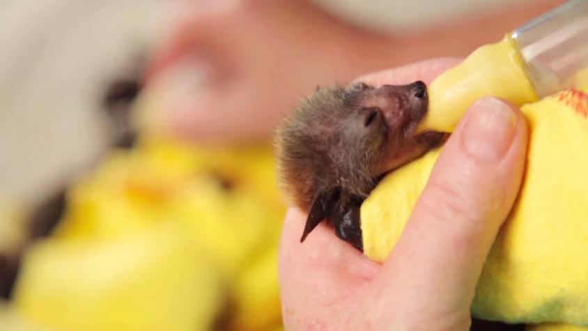 [VIDEO] Estas adorables crías de murciélago reciben atención tras perder a sus madres