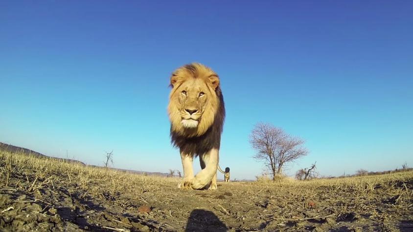 [VIDEO] El león que se robó una cámara y terminó siendo camarógrafo por accidente