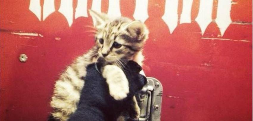Grupo Slayer rescata a gatito abandonado y lo da en adopción