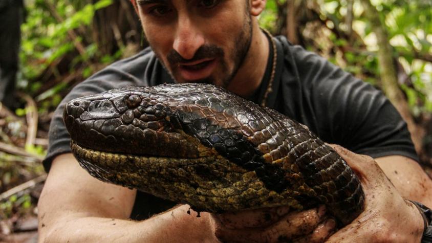[VIDEO] Mira cómo el presentador de TV que quería ser devorado por una anaconda falló