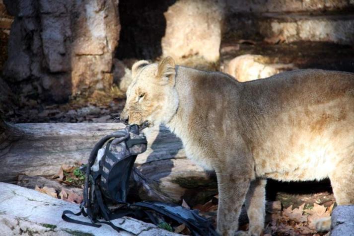 [VIDEO] Hombre en estado crítico tras ingresar a jaula de leones en zoológico de Barcelona