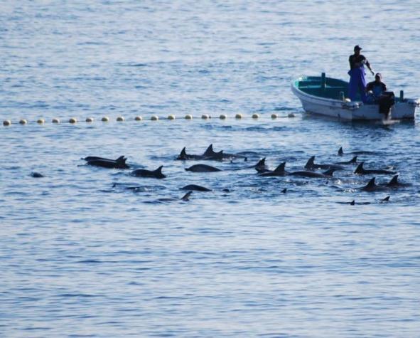 Pescadores de Taiji matan familia de 60 delfines