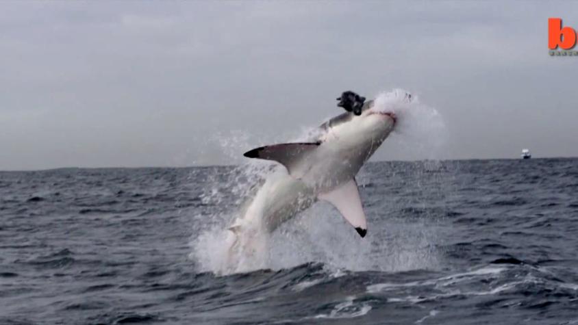 [VIDEO] El momento único en que logran captar en el aire a un tiburón blanco mientras caza