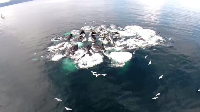 [VIDEO] La impresionante técnica de caza de las ballenas jorobadas vista desde un drone