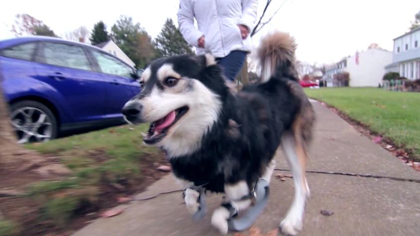 [VIDEO] Derby, el perro sin patas delanteras que volvió a andar con prótesis impresas en 3D