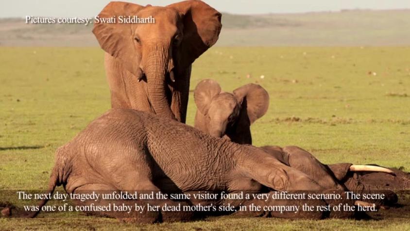 [VIDEO] El rescate de una cría de elefante cuya madre fue asesinada en Kenia por su marfil