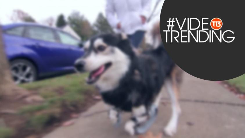 [VIDEO] #VideoTrending: Este es Derby, el perro con prótesis impresas en 3D