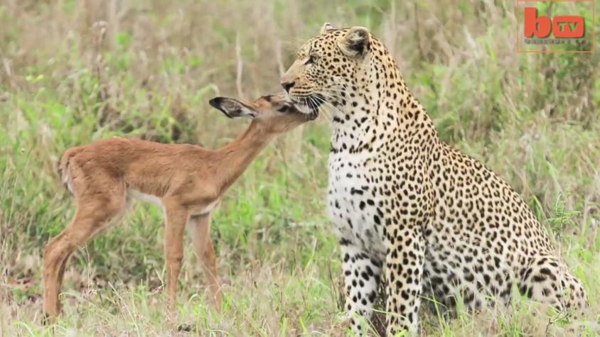 [VIDEO] Inesperada amistad: captan a leopardo jugando con un antílope en Sudáfrica