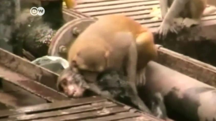 [VIDEO] Mono resucita a otro en India luego de caer electrocutado a una línea de tren