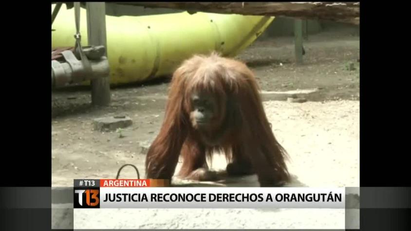 [T13] Justicia reconoce derechos a orangután en Argentina